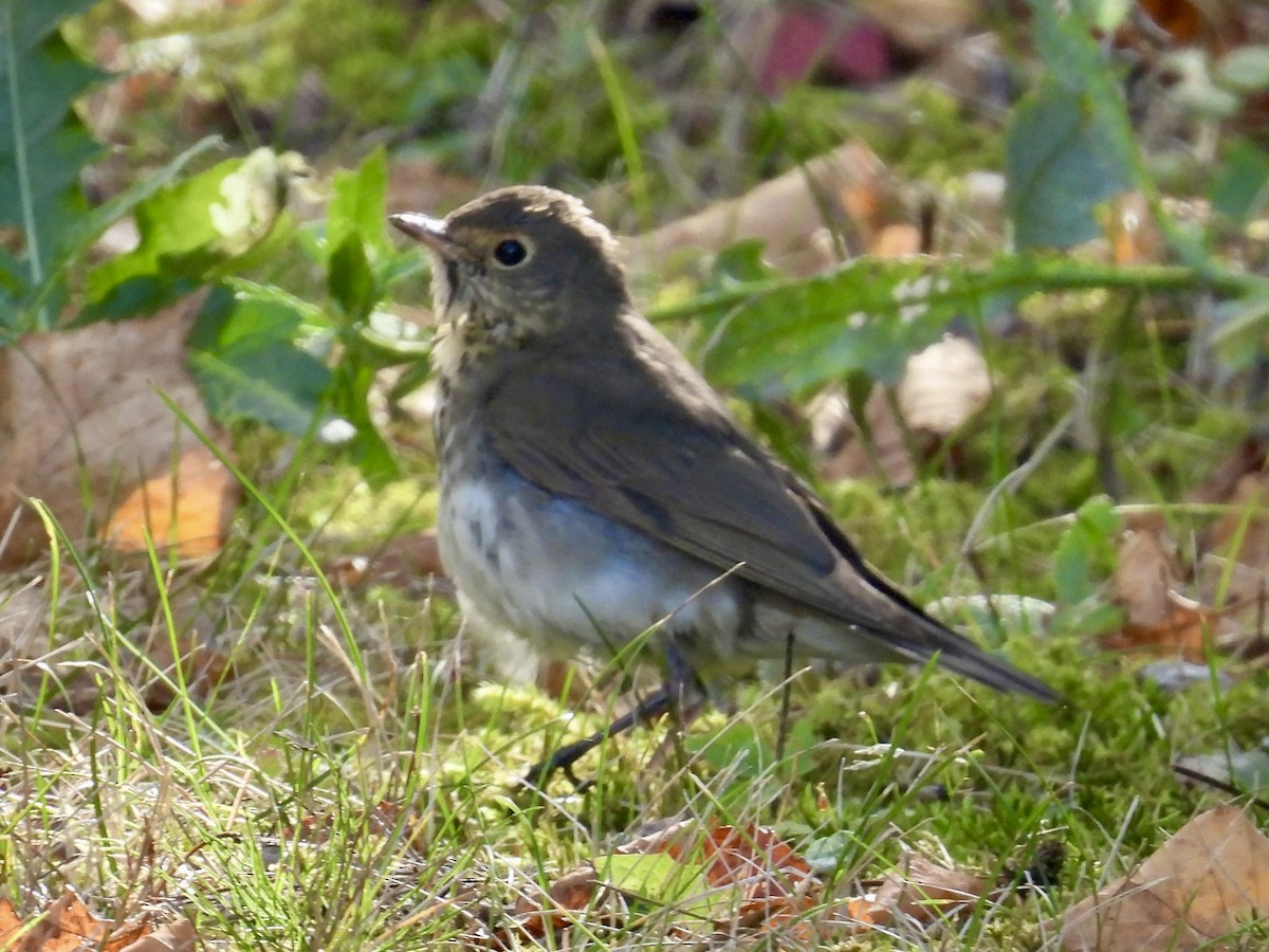 Swainson's Thrush - ML642878087