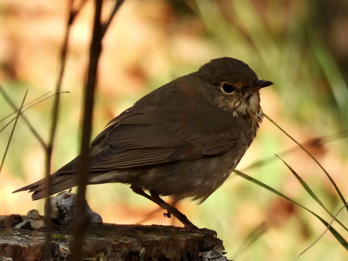 Swainson's Thrush - ML642878088