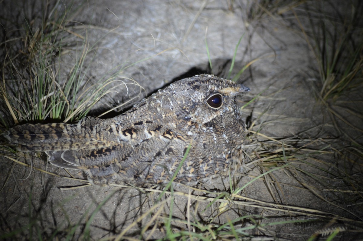 カマバネヨタカ - ML642878089