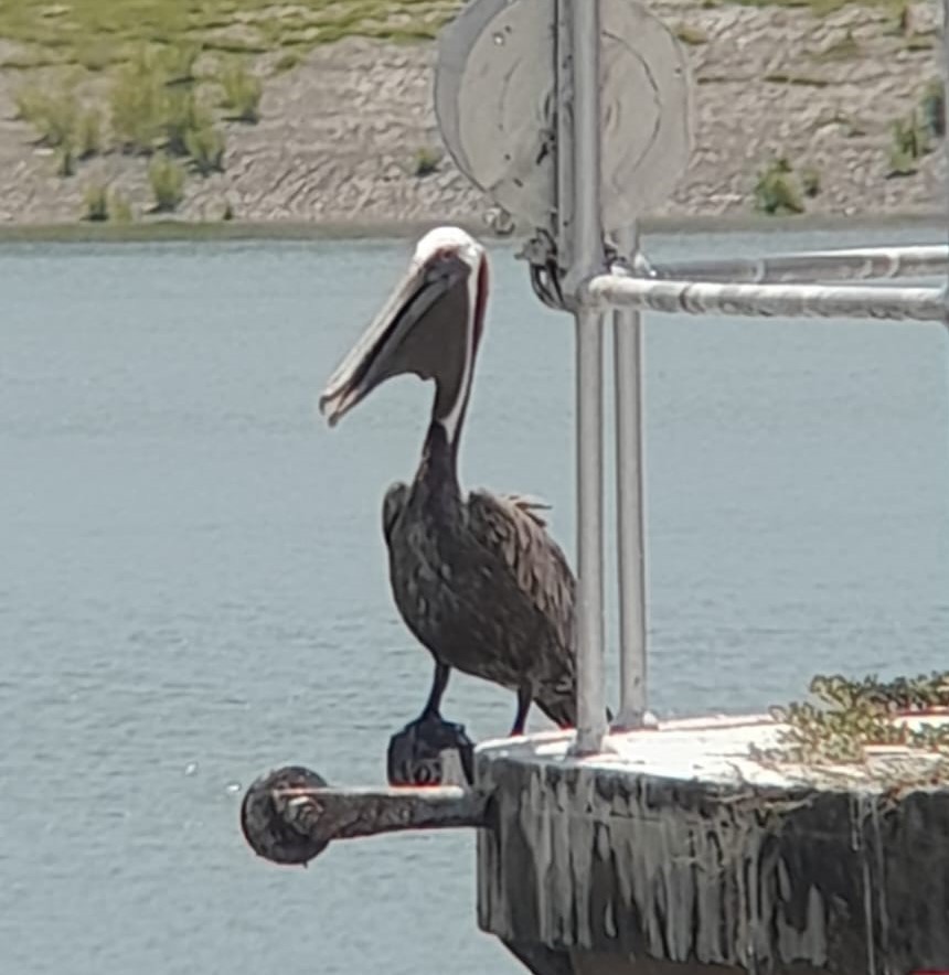 Brown Pelican - ML642878101