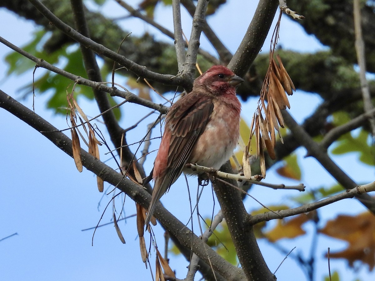 Purple Finch - ML642878102