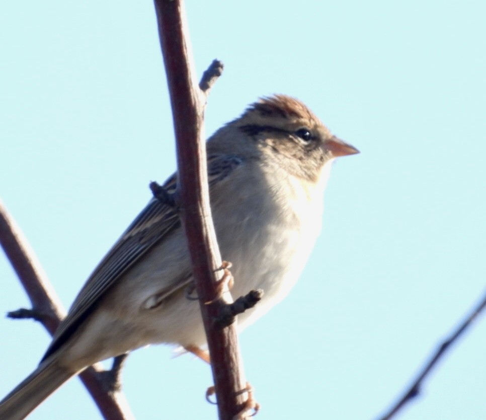 Chipping Sparrow - ML642878107