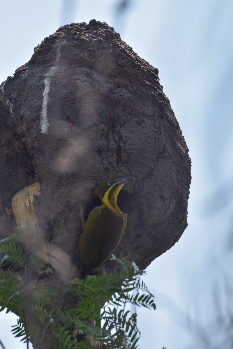 Golden-green Woodpecker - ML642878110