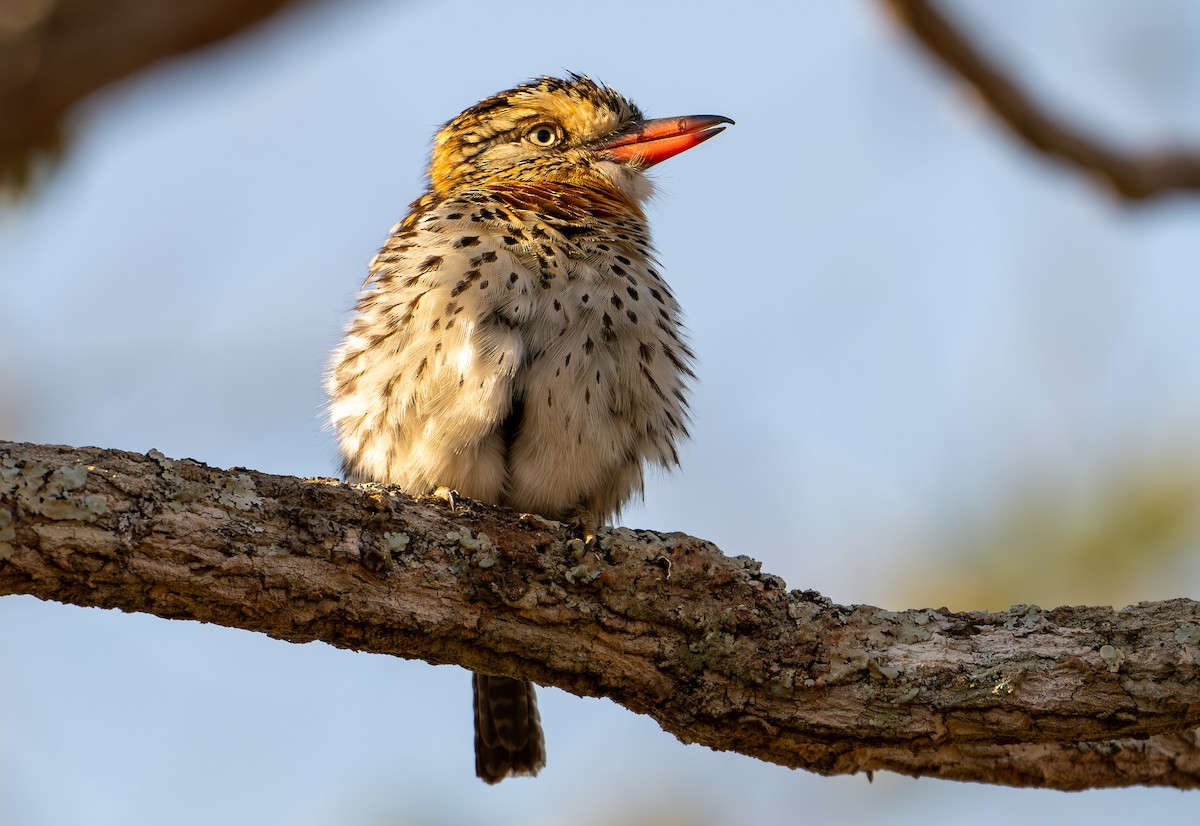 Spot-backed Puffbird - ML642878119