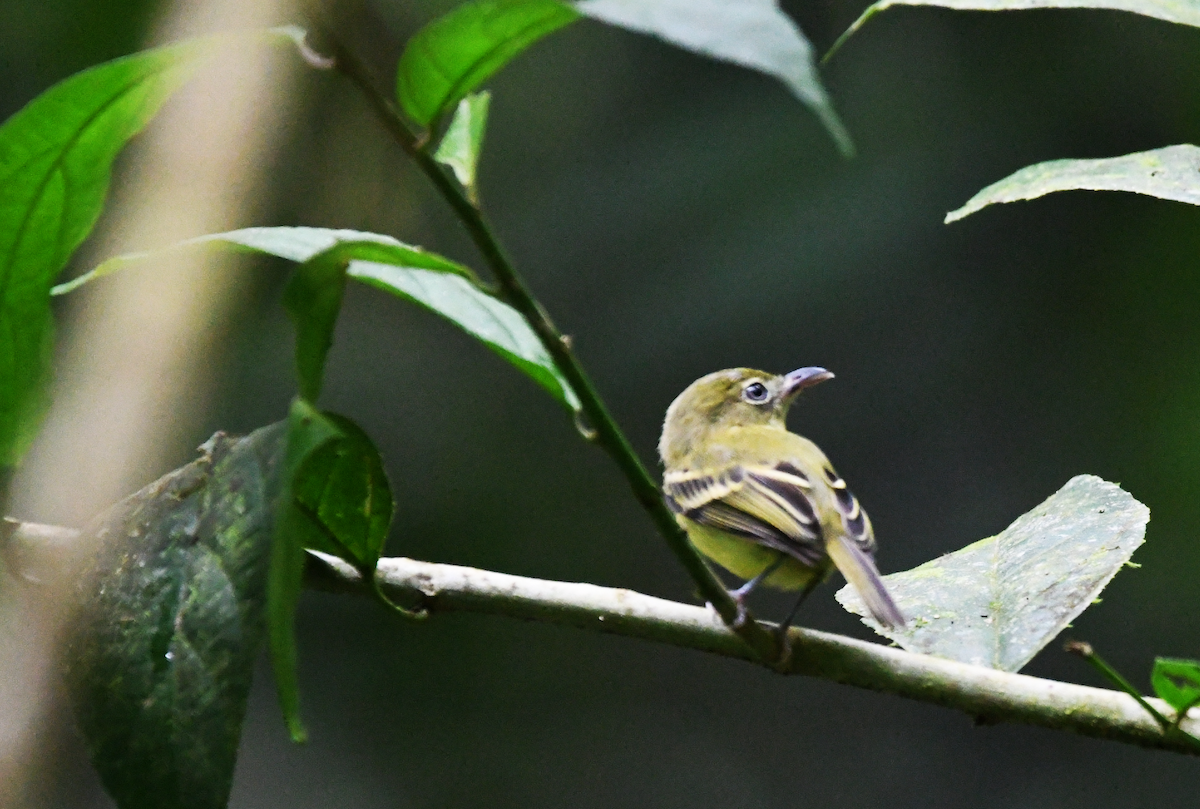 Southern Bentbill - ML642878120