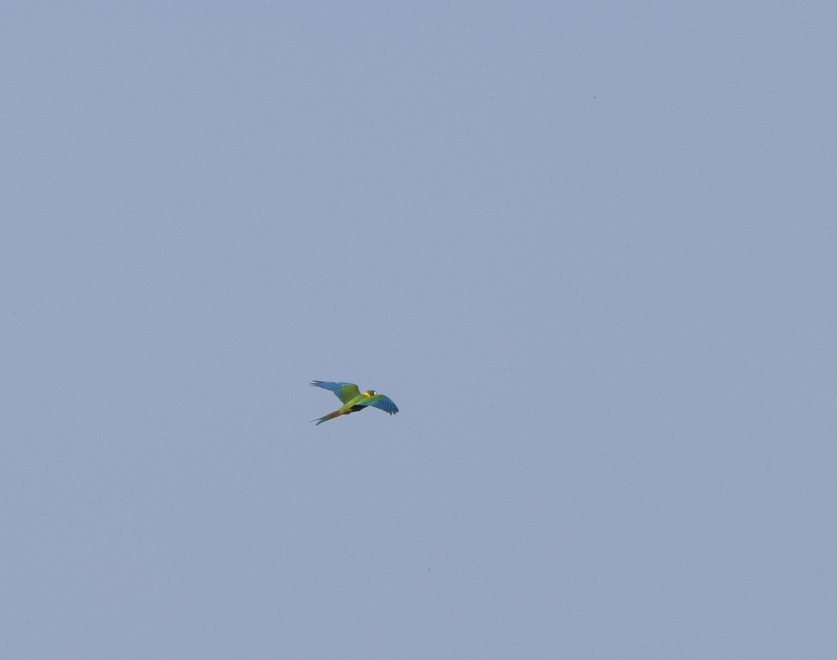 Yellow-collared Macaw - ML642878125