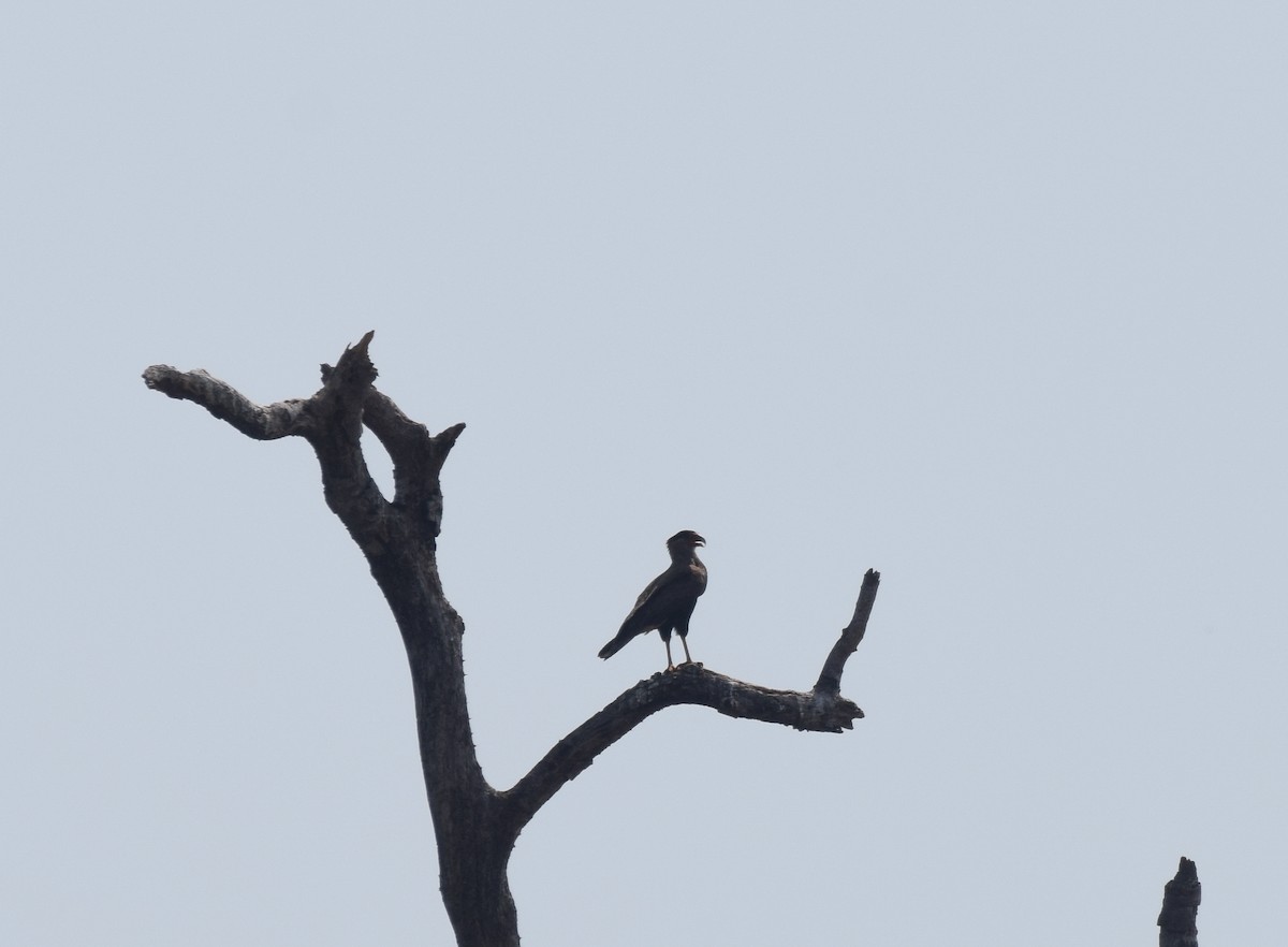 Crested Caracara - ML642878128