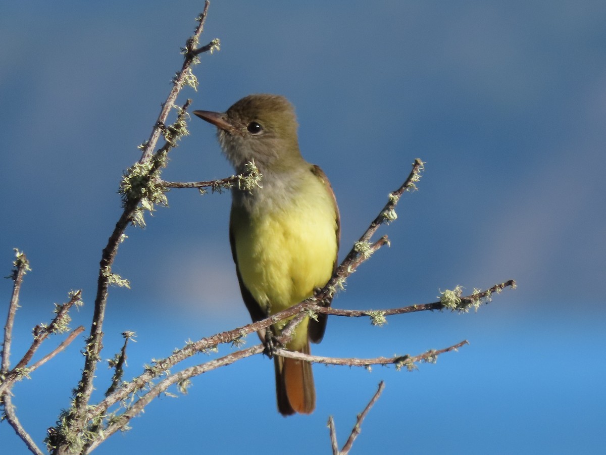 Great Crested Flycatcher - ML642878129