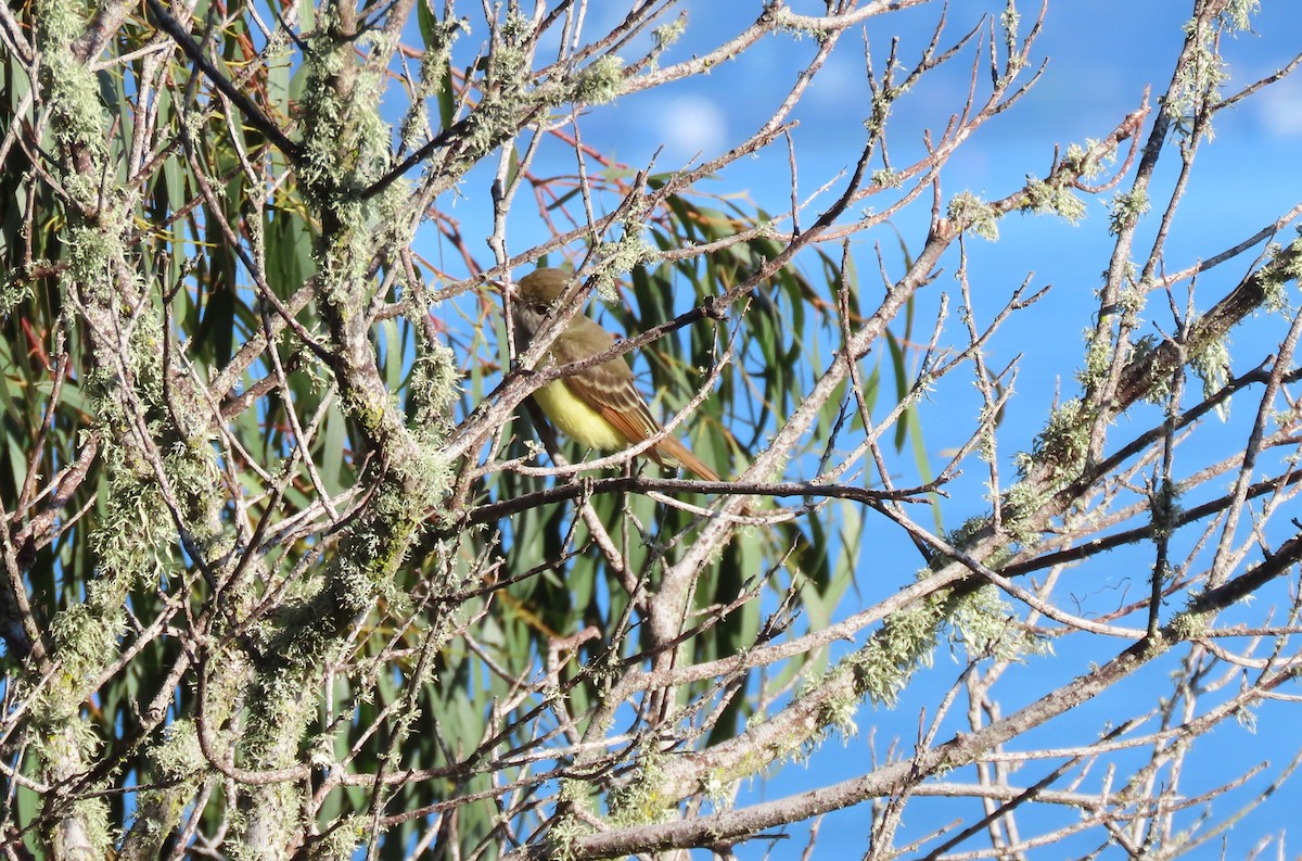 Great Crested Flycatcher - ML642878137
