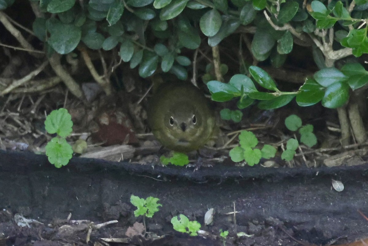 Connecticut Warbler - ML642878142