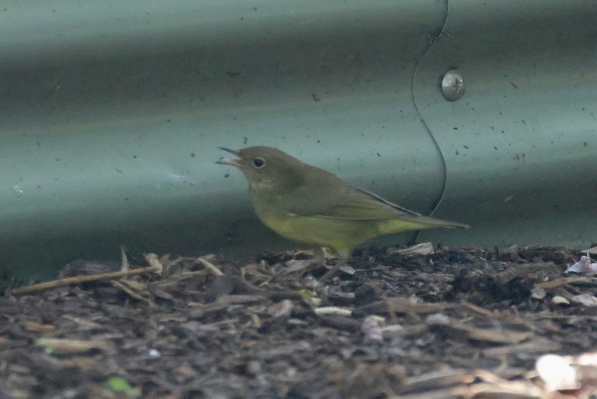Connecticut Warbler - ML642878144
