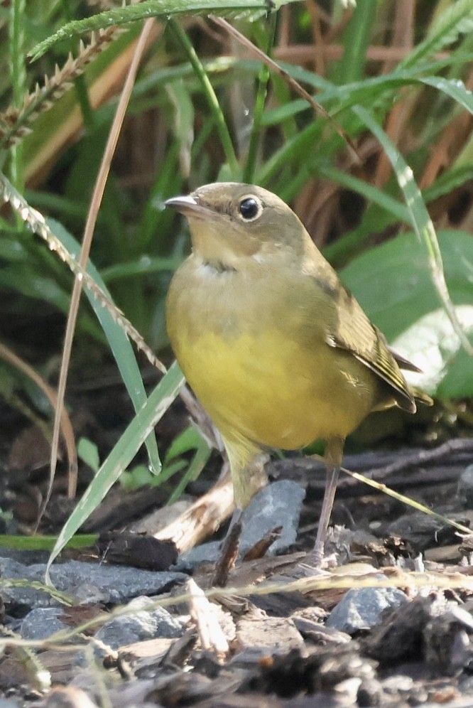 Connecticut Warbler - ML642878145