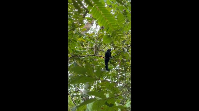 Hair-crested Drongo (Hair-crested) - ML642878146