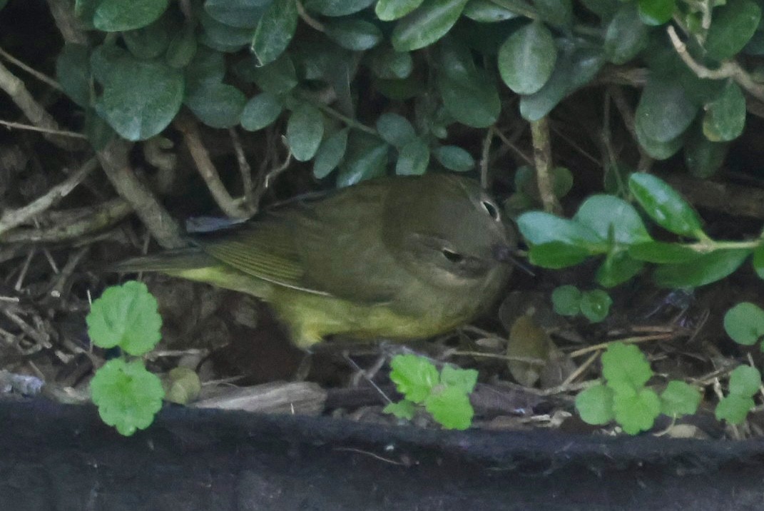 Connecticut Warbler - ML642878147