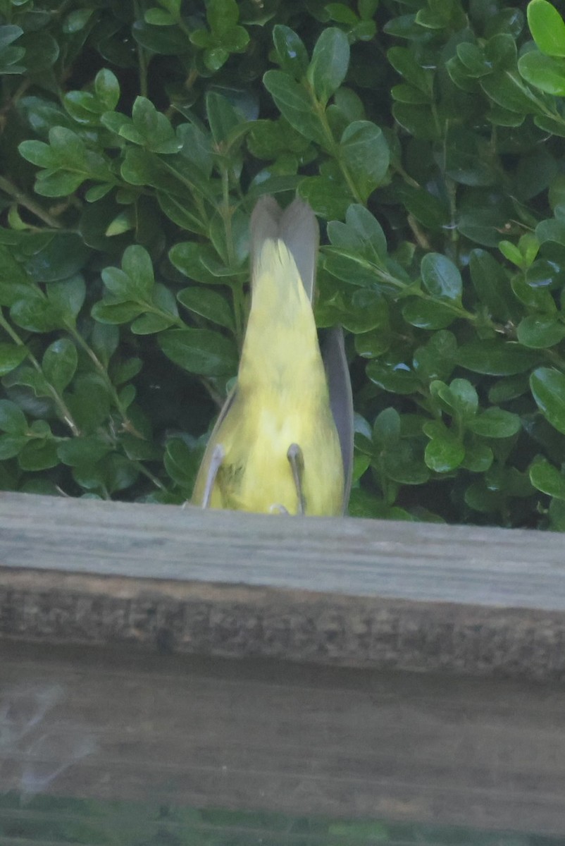 Connecticut Warbler - ML642878148