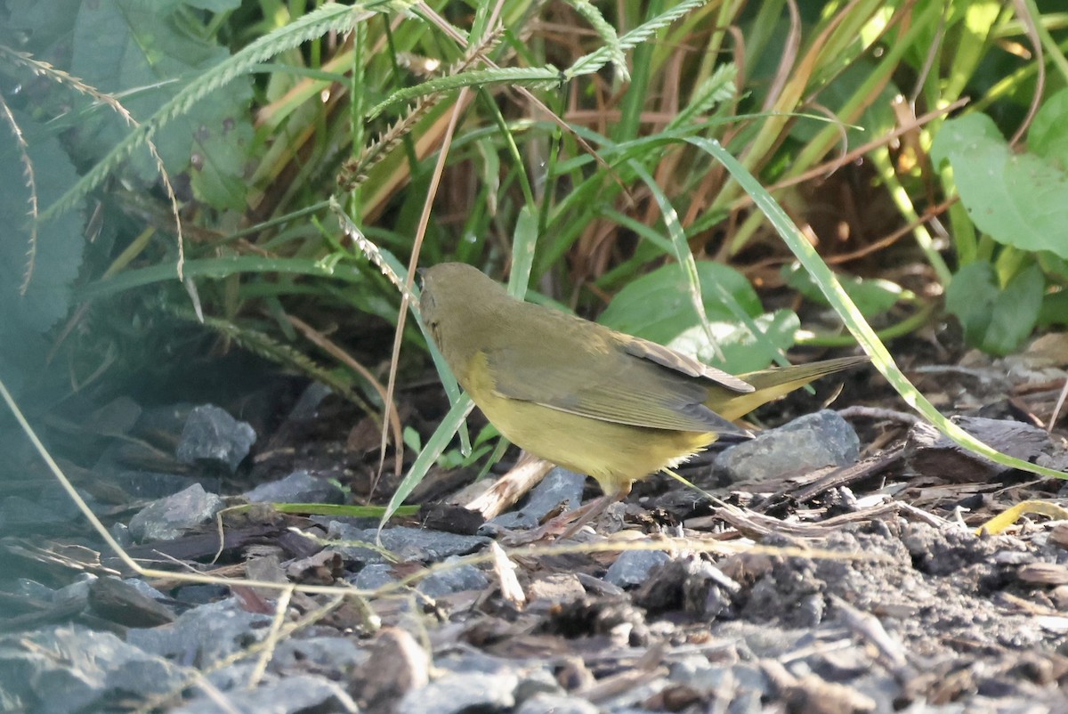 Connecticut Warbler - ML642878149
