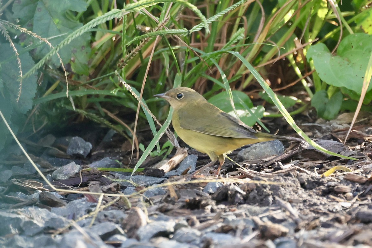 Connecticut Warbler - ML642878150