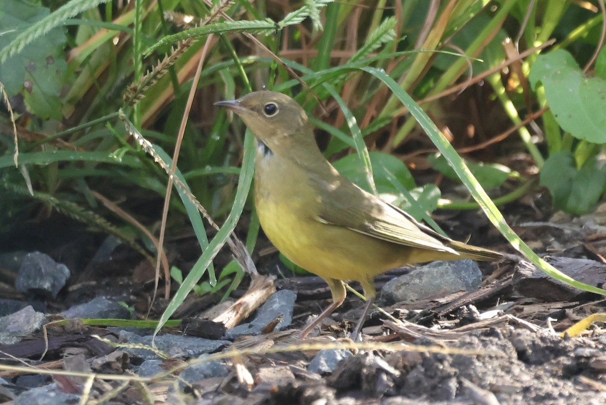 Connecticut Warbler - ML642878151