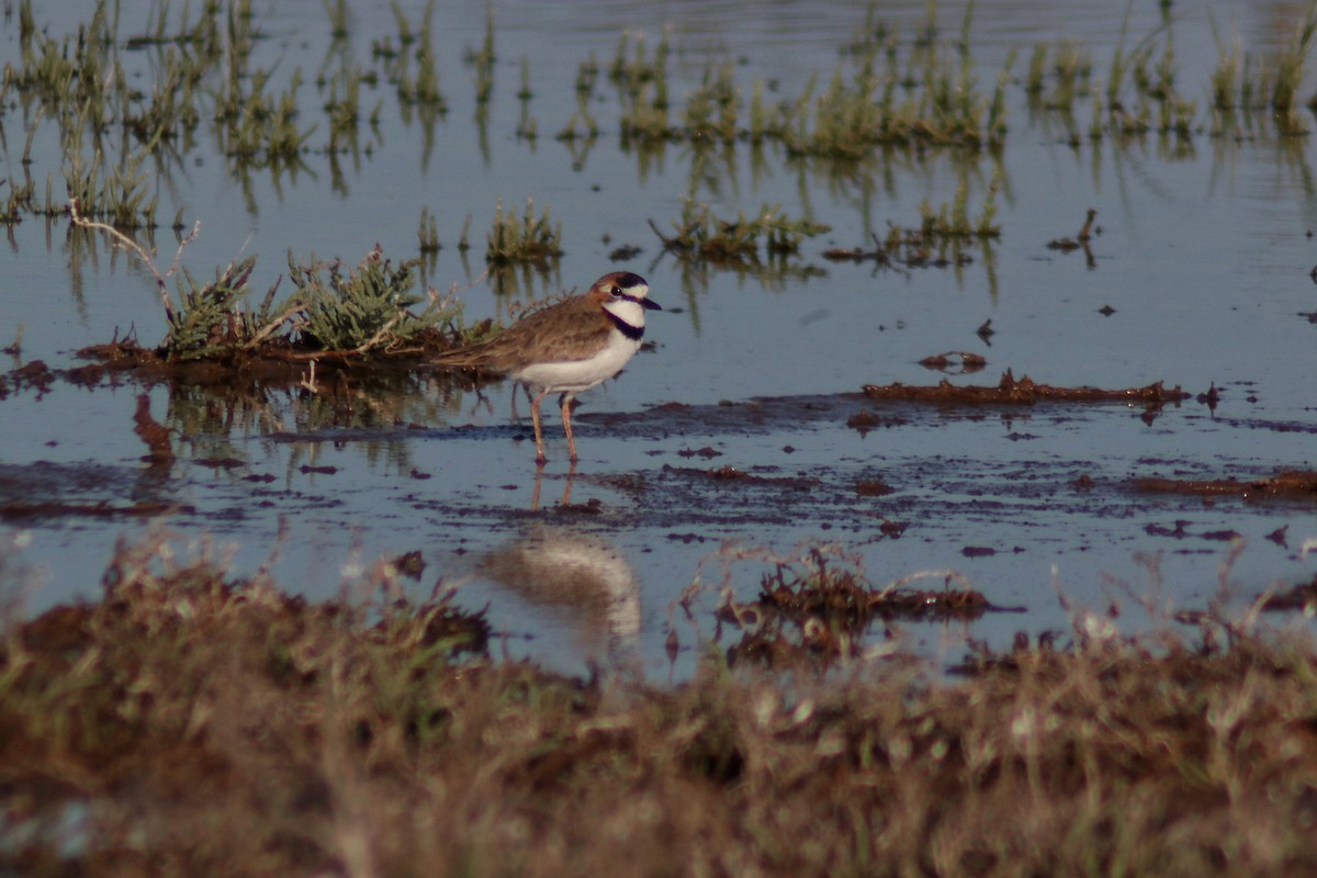 Collared Plover - ML642878152