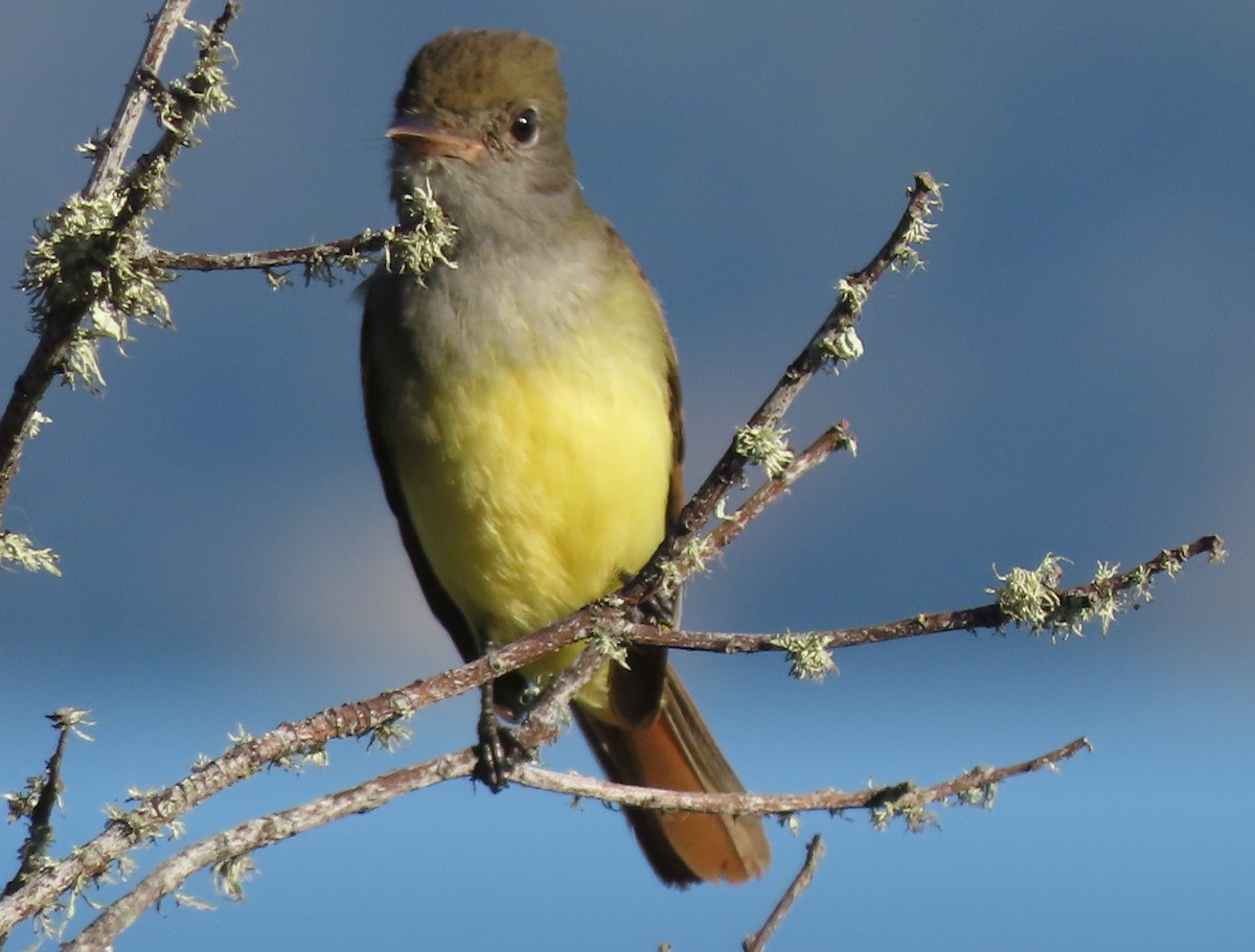 Great Crested Flycatcher - ML642878154