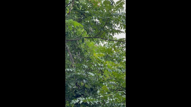 Blue-winged Leafbird - ML642878165