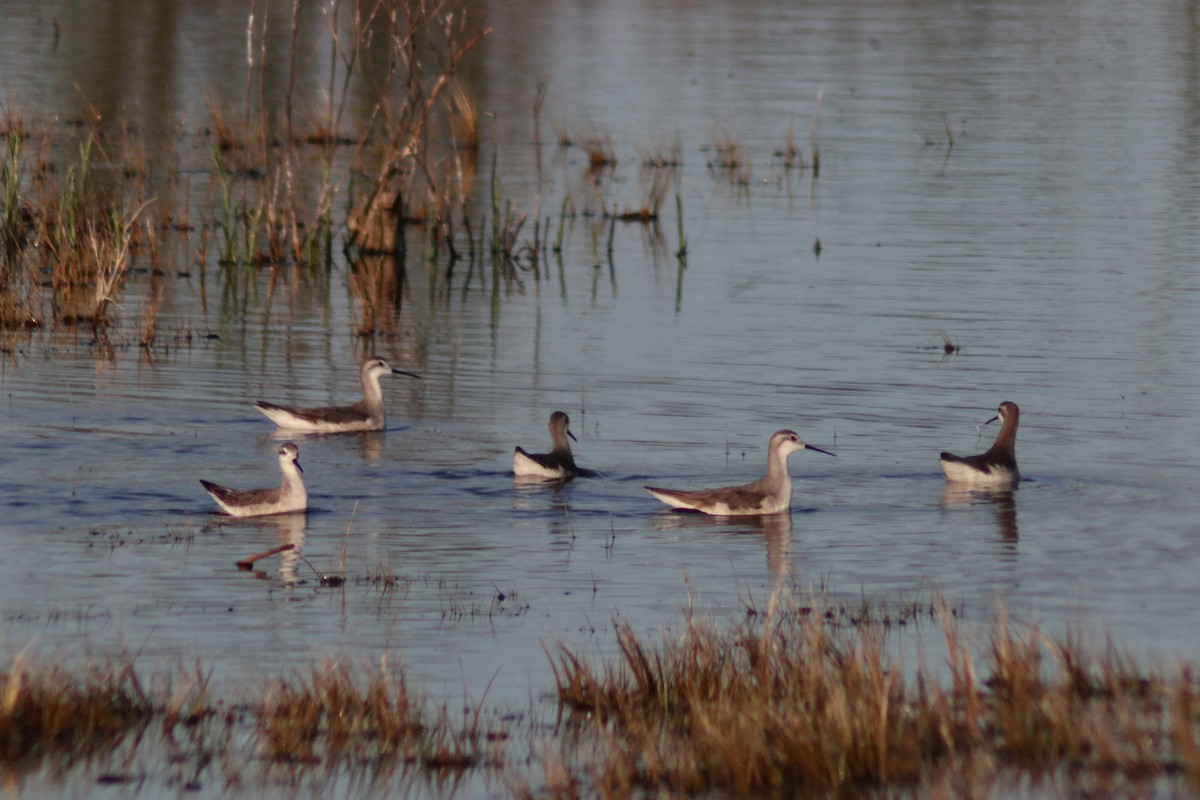 Wilson's Phalarope - ML642878167