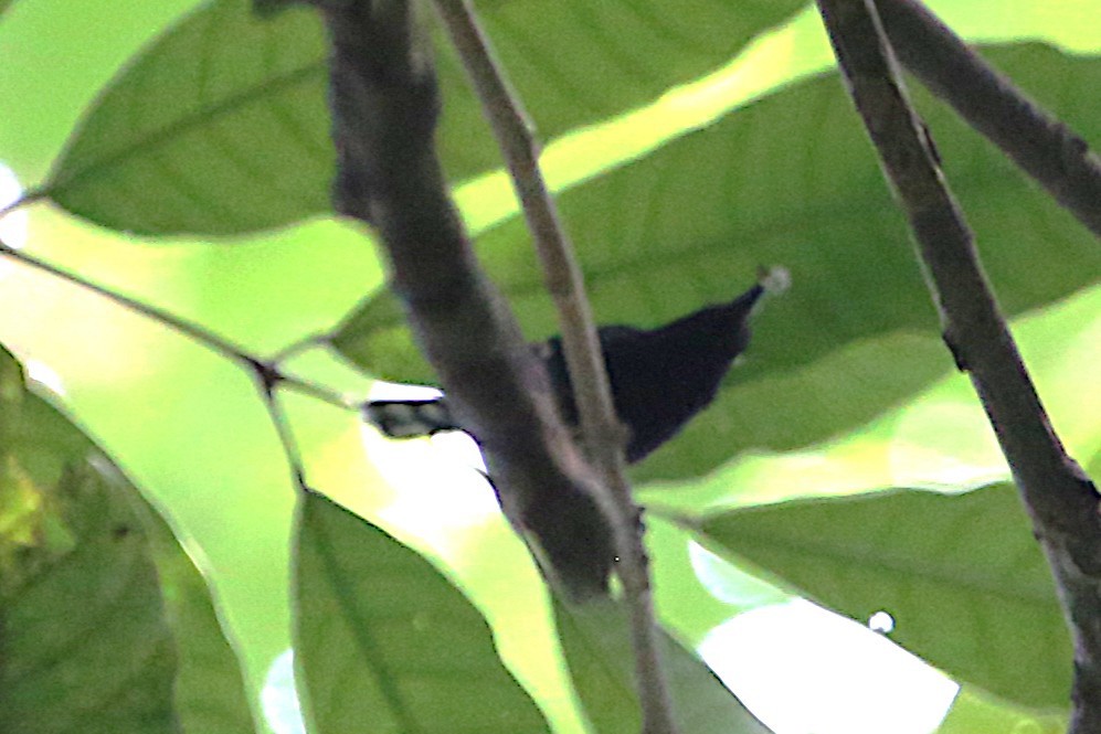 Dot-winged Antwren - ML642878171