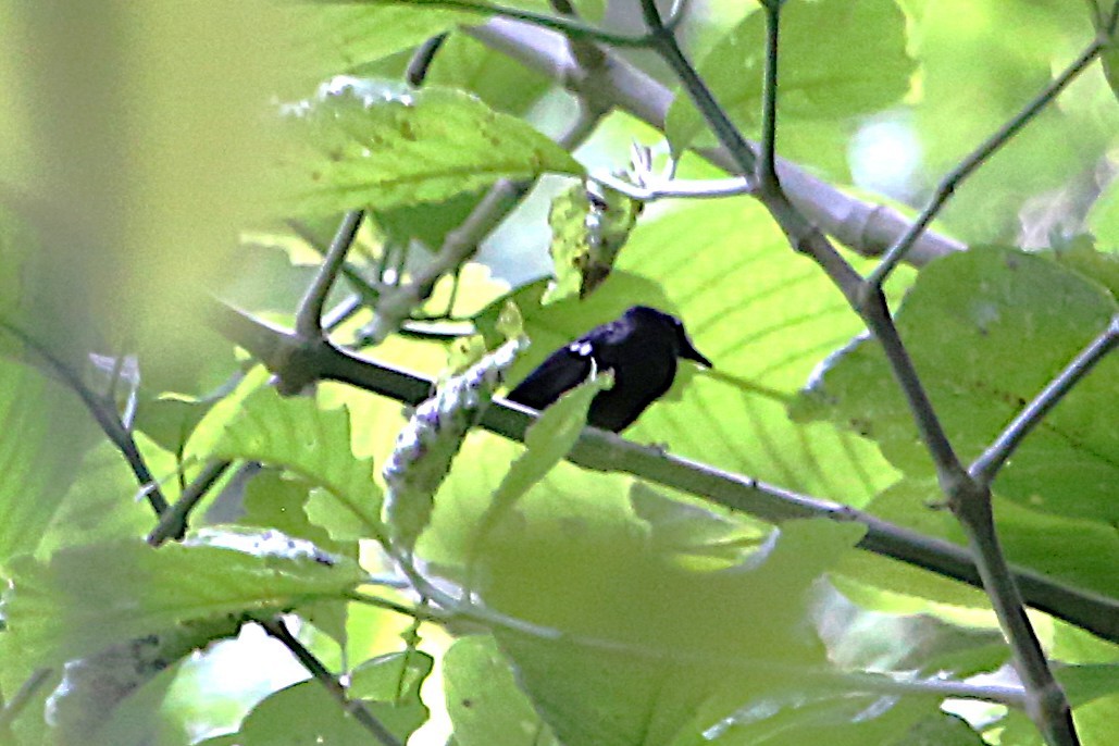 Dot-winged Antwren - ML642878172