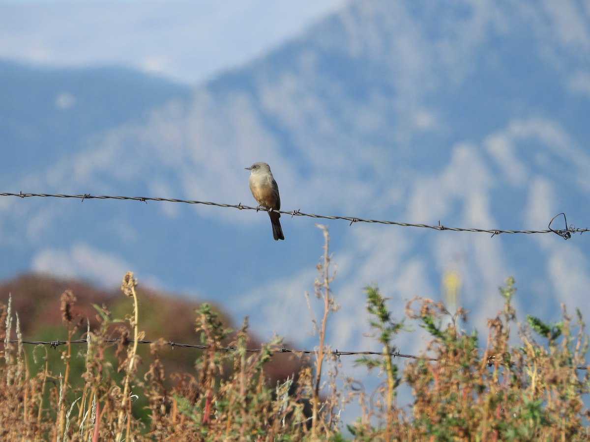 Say's Phoebe - ML642878175