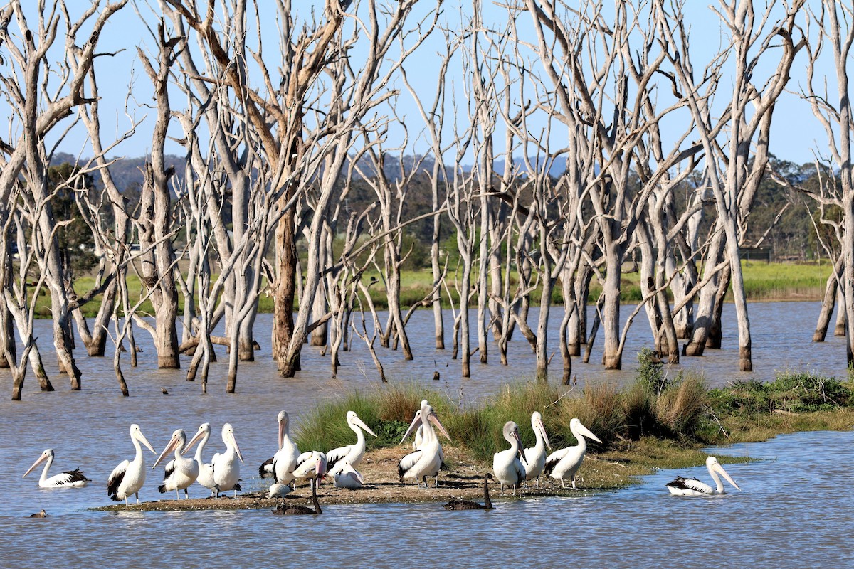 Australian Pelican - ML642878181