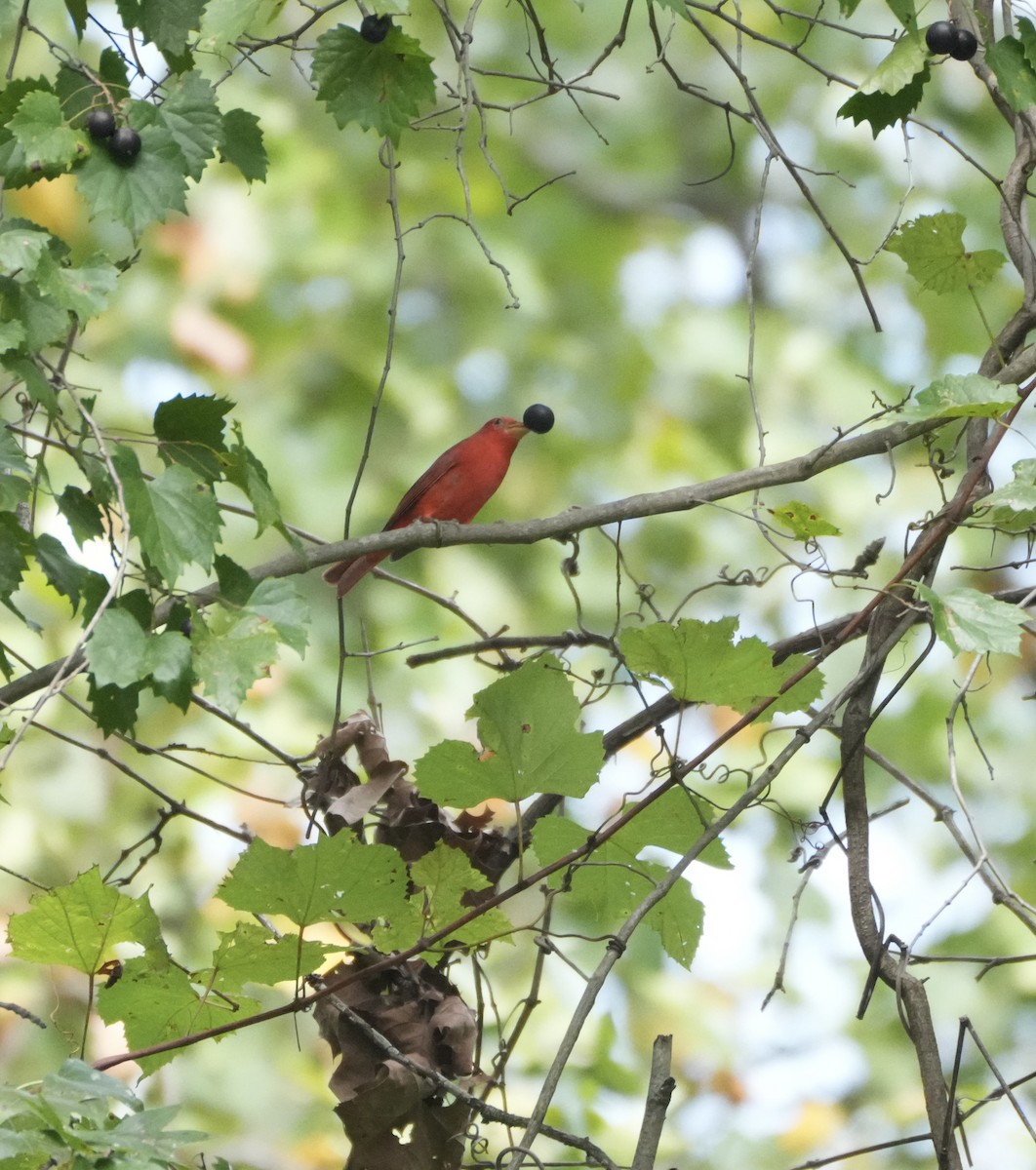 Summer Tanager - ML642878188