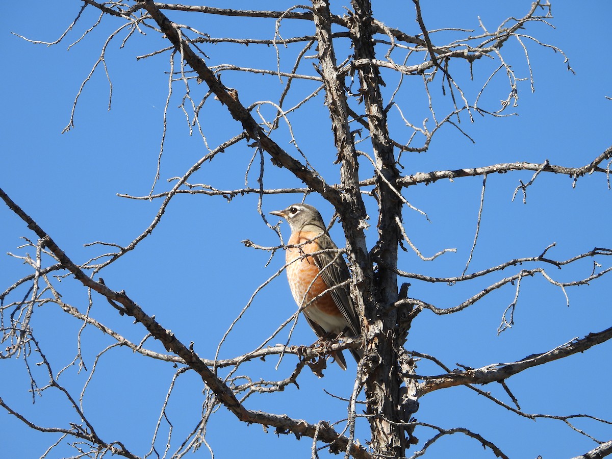 American Robin - ML642878190