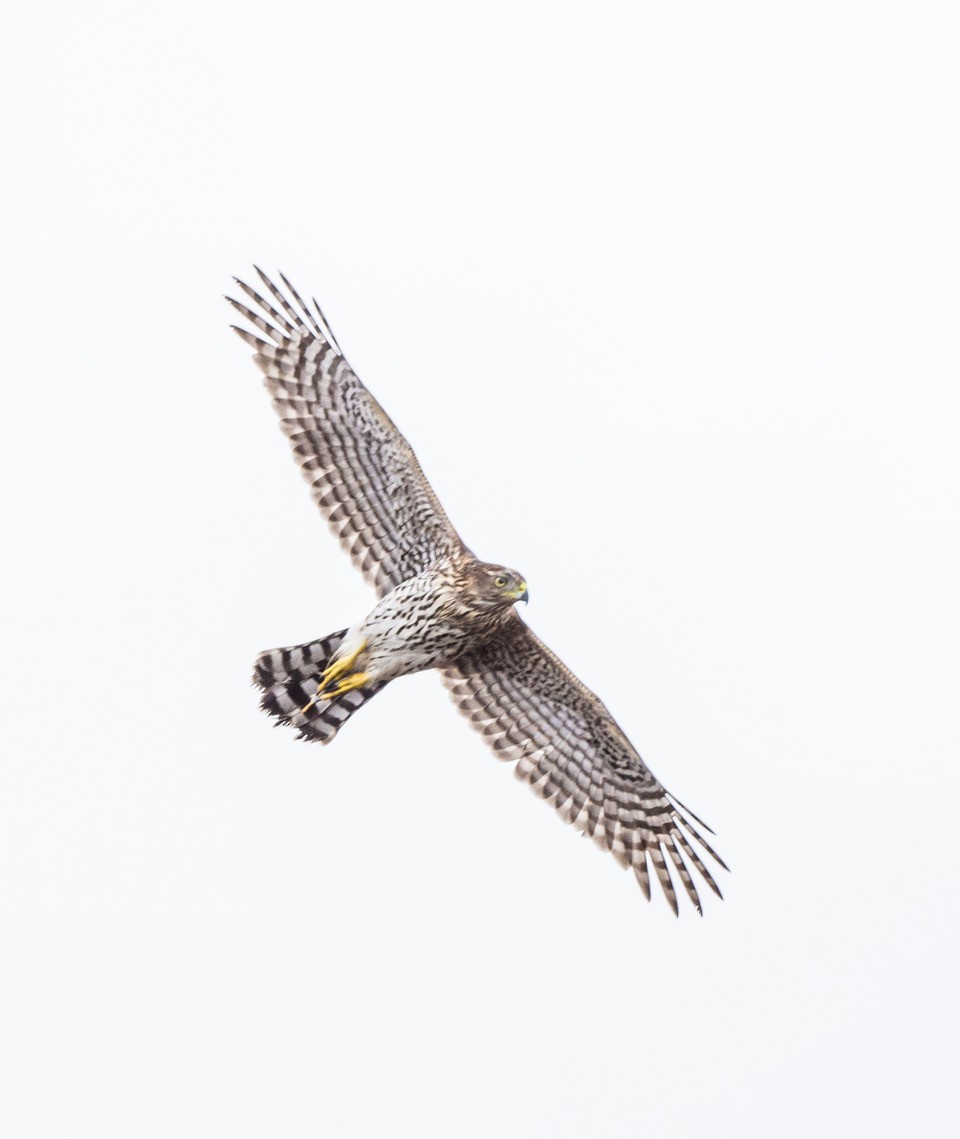 Cooper's Hawk - ML642878193