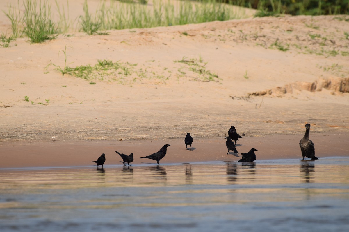 Giant Cowbird - ML642878194