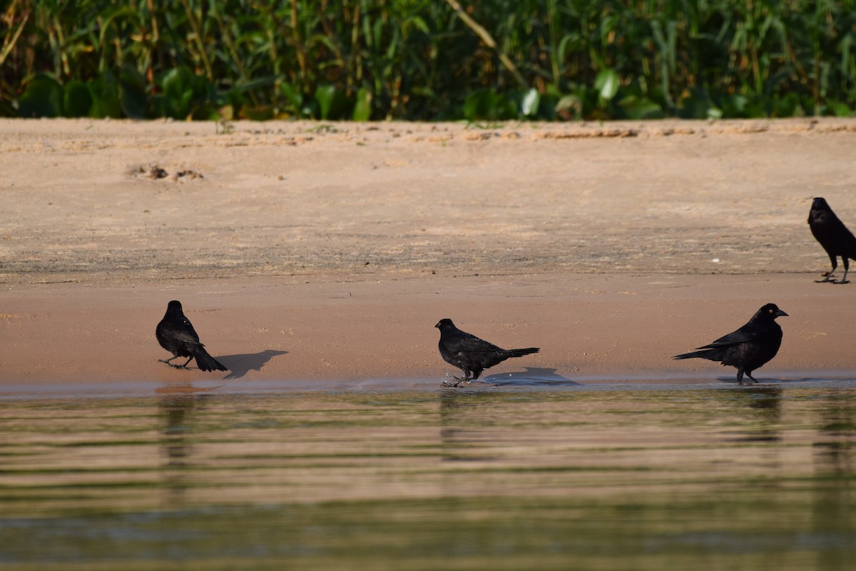 Giant Cowbird - ML642878195