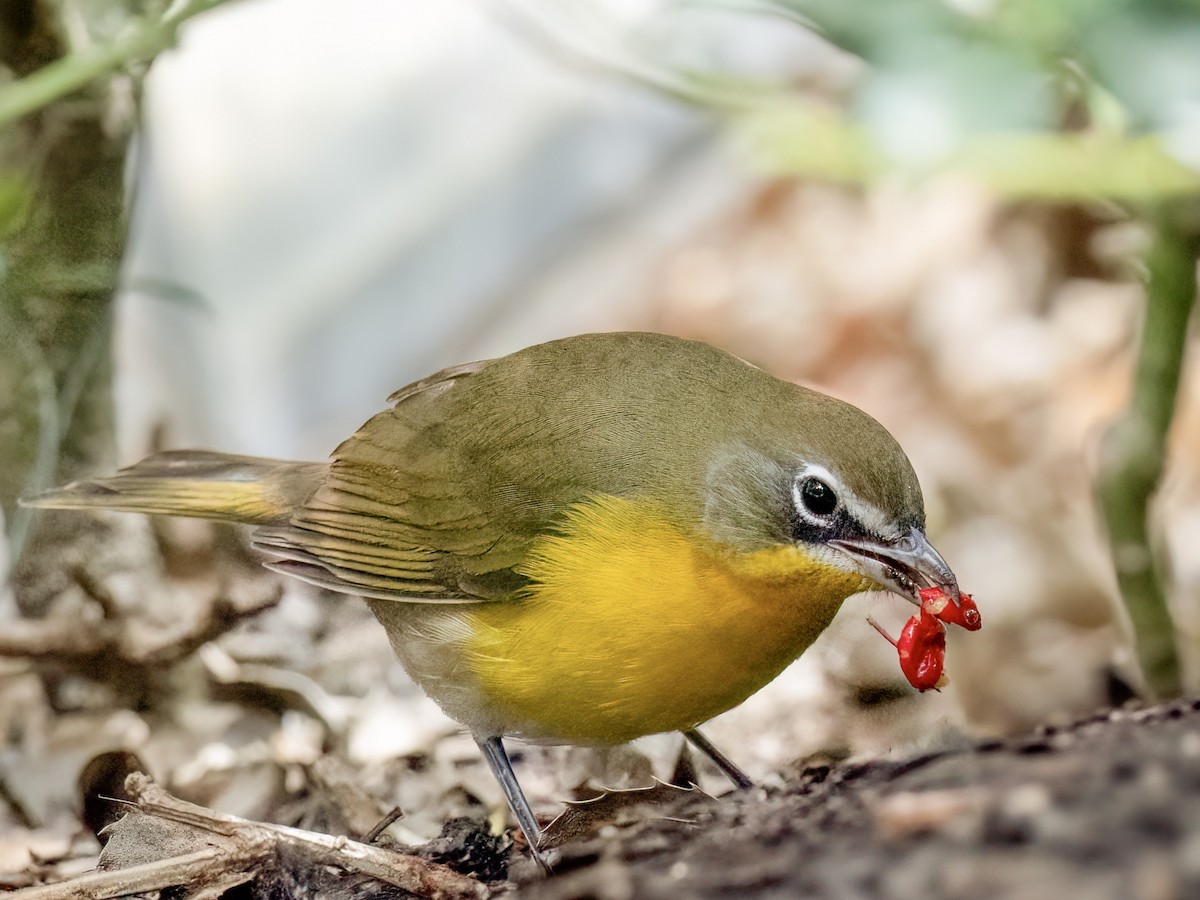 Yellow-breasted Chat - ML642878206