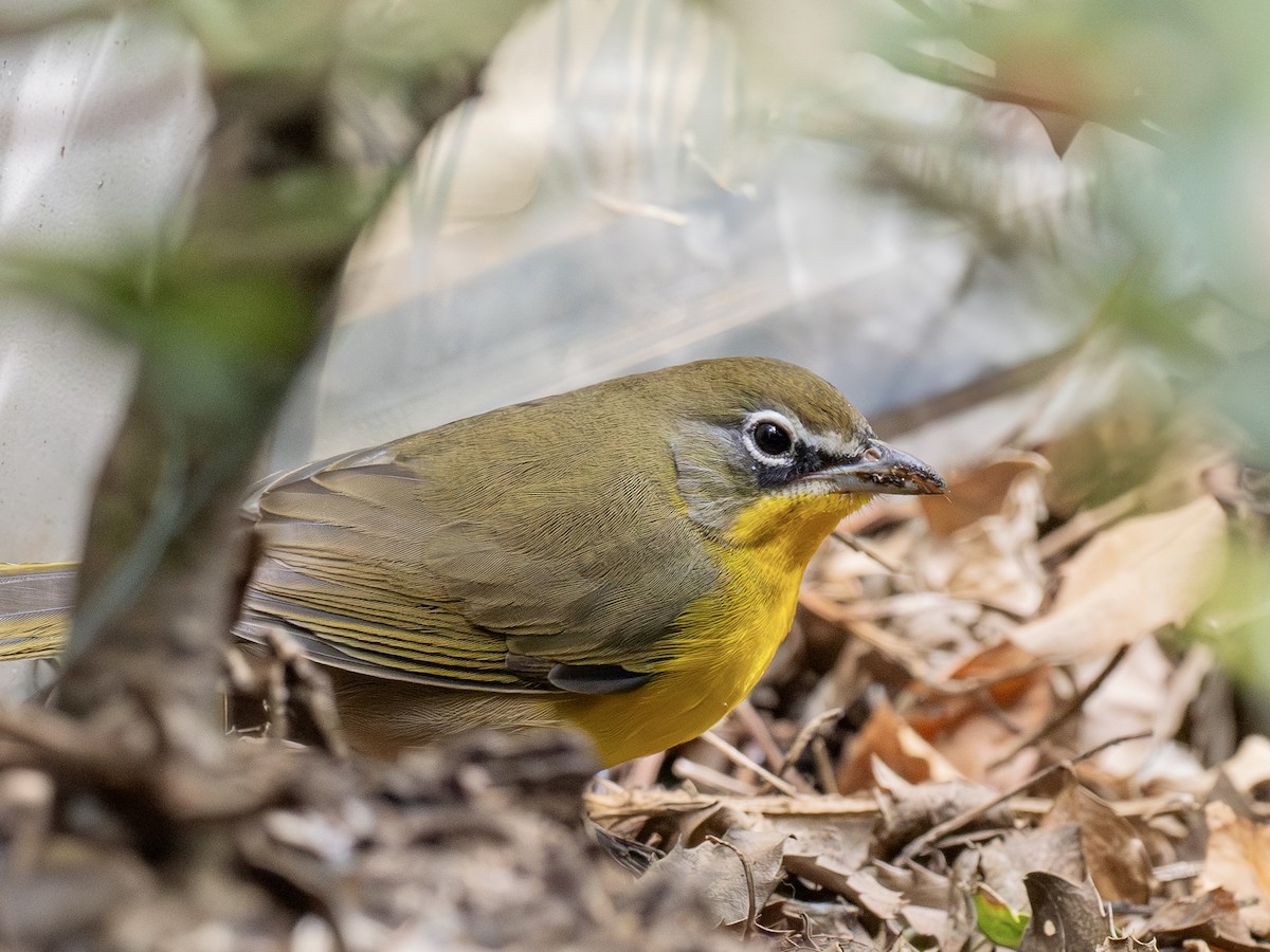 Yellow-breasted Chat - ML642878207