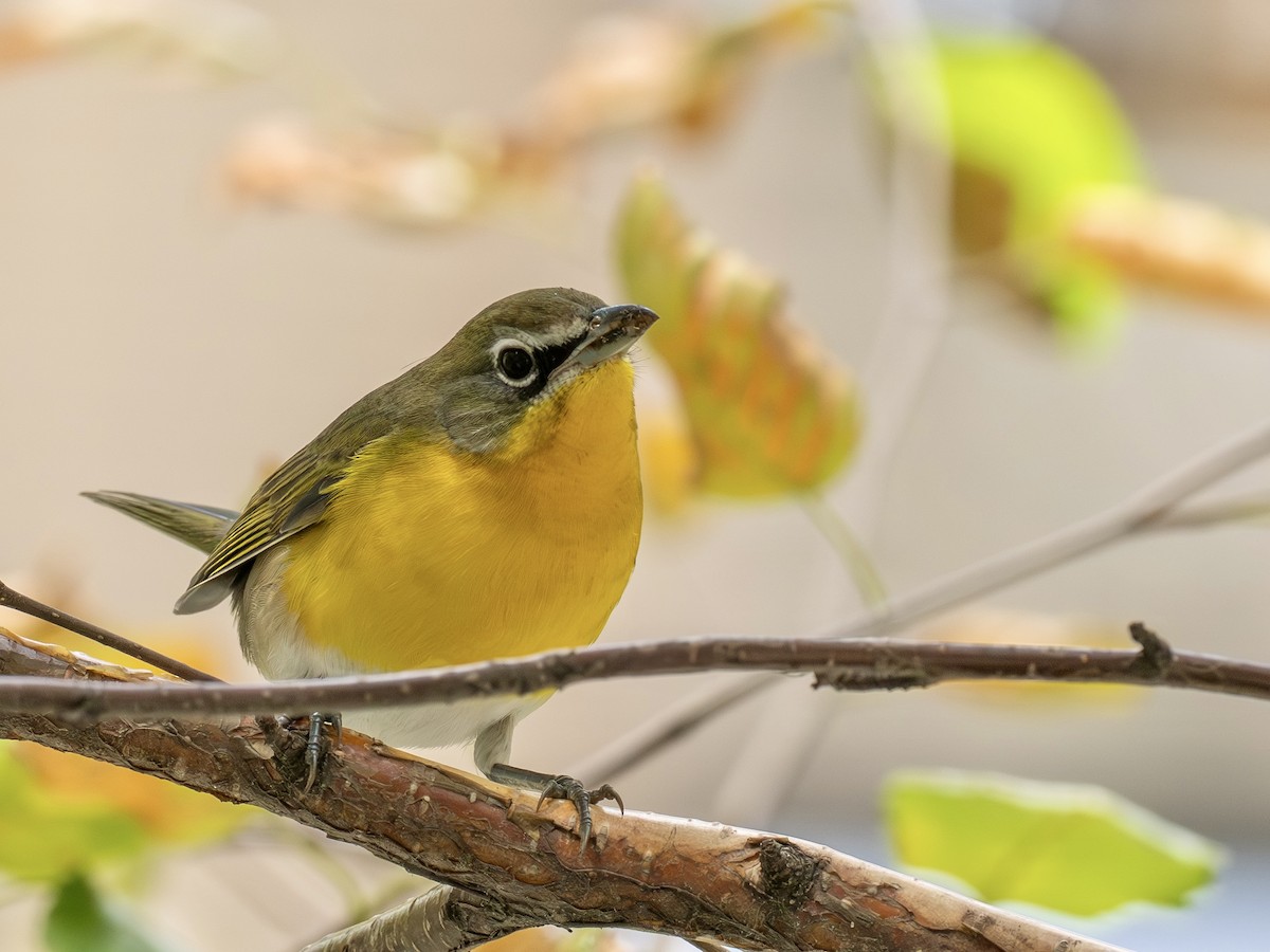 Yellow-breasted Chat - ML642878208