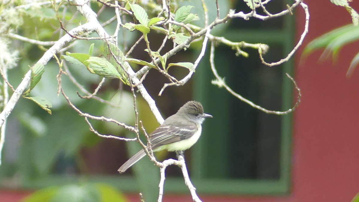 Pale-edged Flycatcher - ML642878211