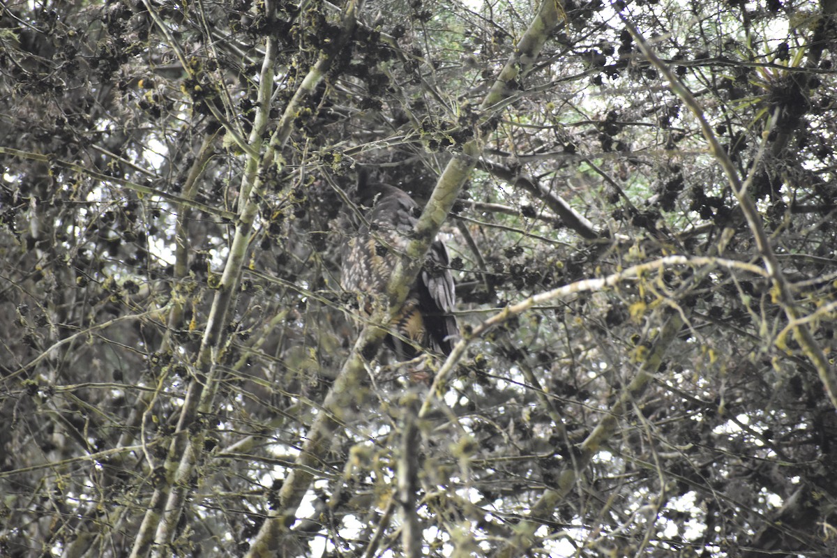 Stygian Owl - ML642878233