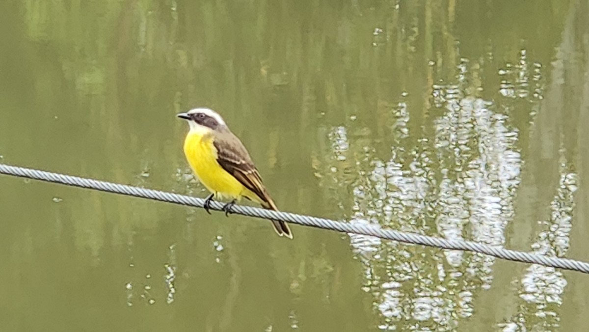 Social Flycatcher - ML642878235