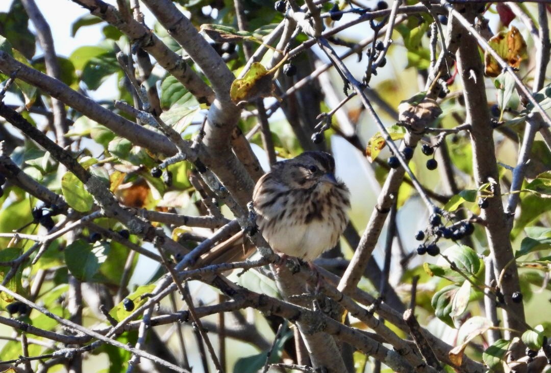 Song Sparrow - ML642878242