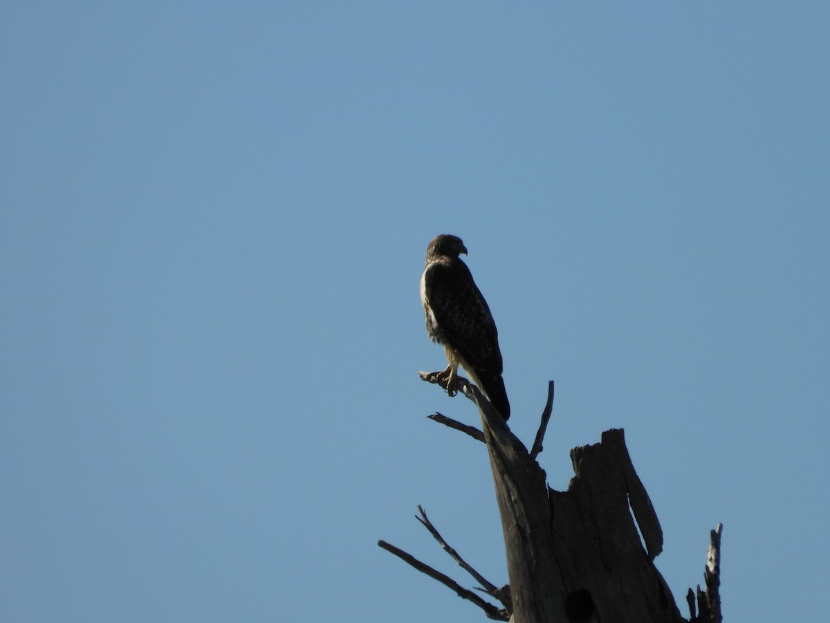 Red-tailed Hawk - ML642878245