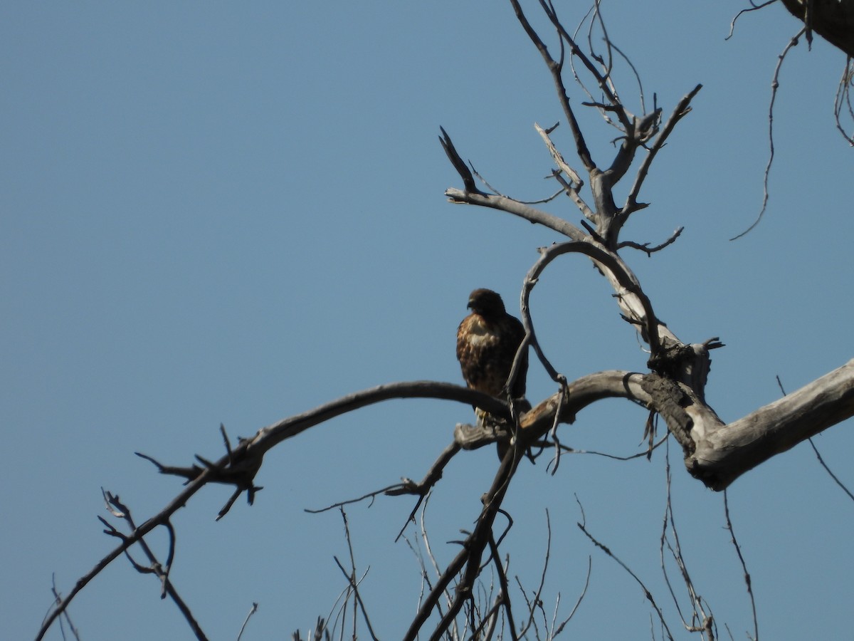 Red-tailed Hawk - ML642878246