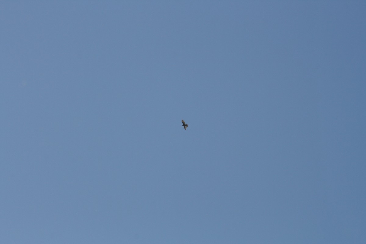 Red-tailed Hawk (Harlan's) - ML642878267