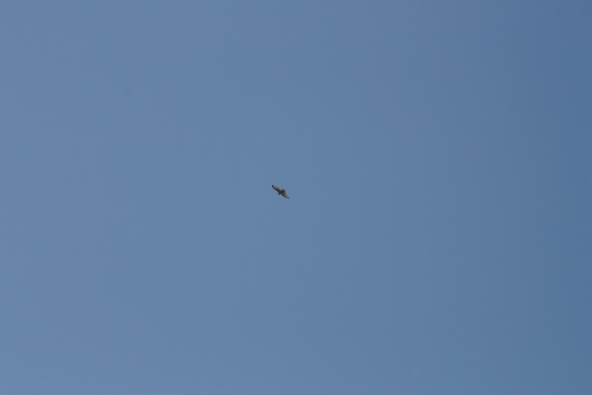 Red-tailed Hawk (Harlan's) - ML642878268