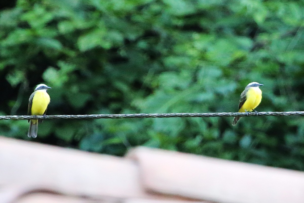 Social Flycatcher - ML642878270