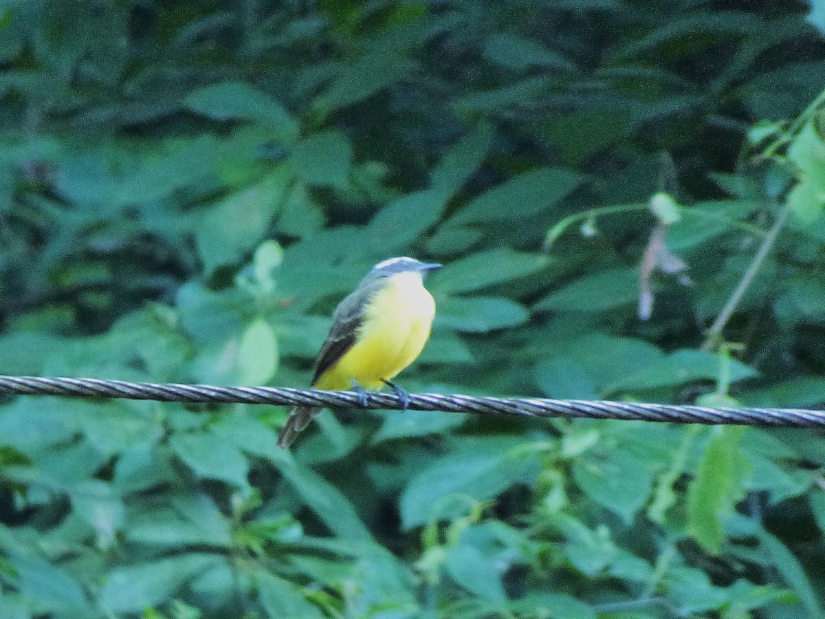 Social Flycatcher - ML642878271