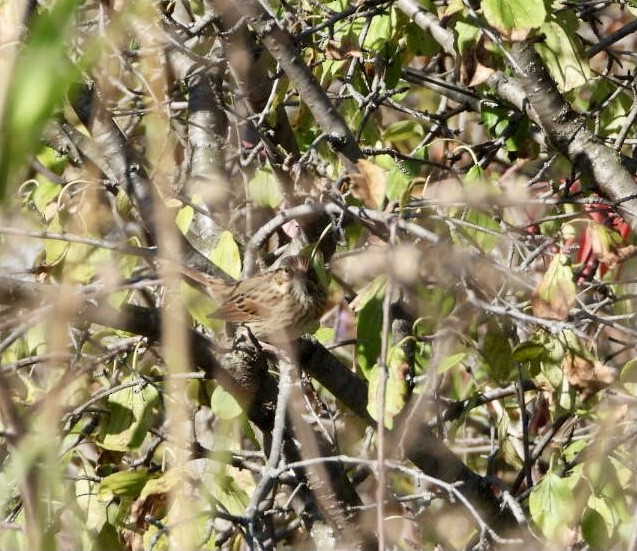 Lincoln's Sparrow - ML642878280