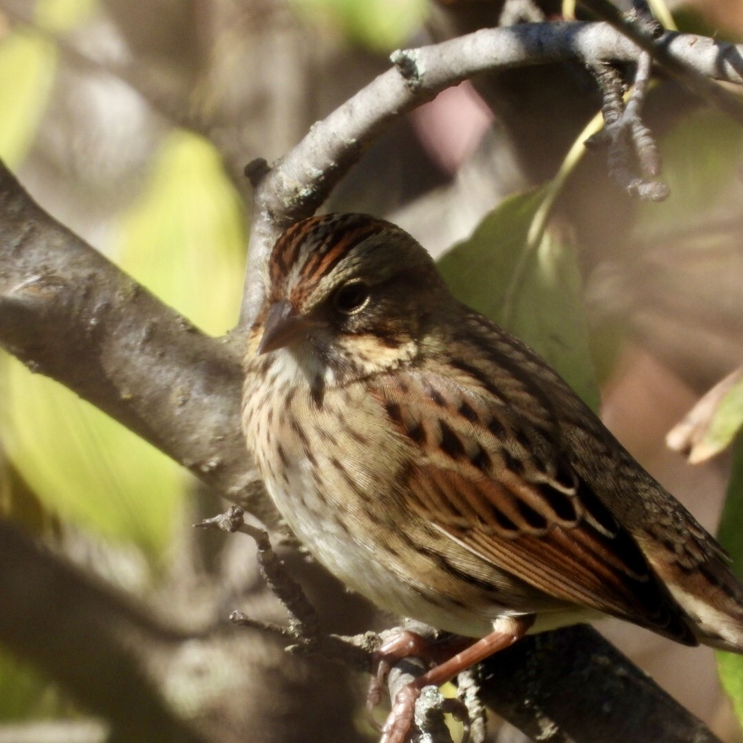 Lincoln's Sparrow - ML642878281